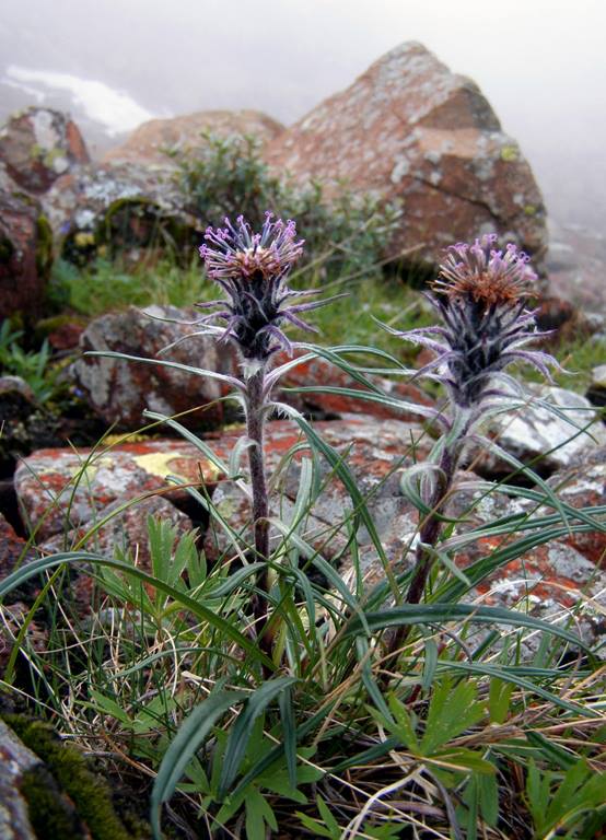 Image of Saussurea schanginiana specimen.