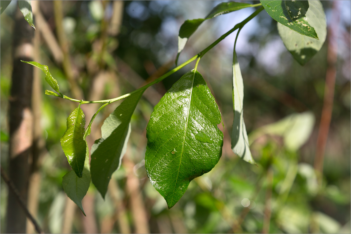 Image of Salix phylicifolia specimen.