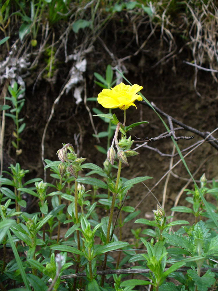 Изображение особи род Helianthemum.