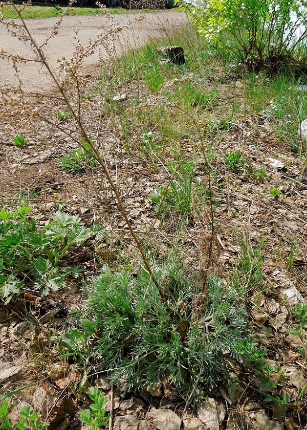 Image of Artemisia absinthium specimen.