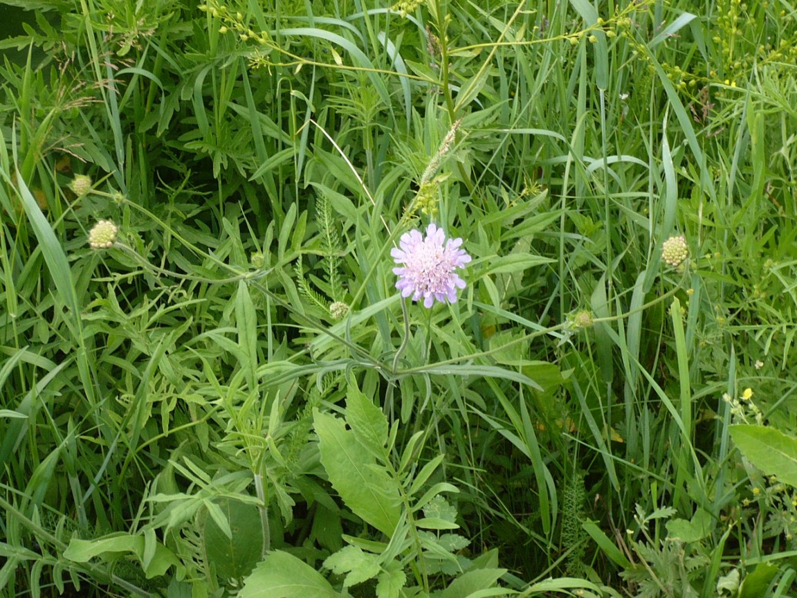 Изображение особи Knautia arvensis.