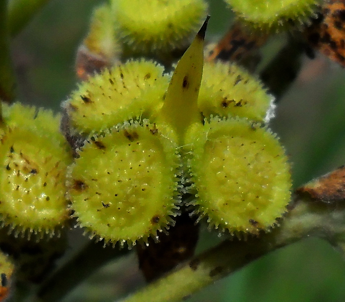 Image of Cynoglossum officinale specimen.