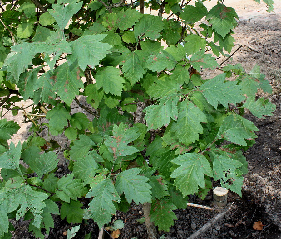 Image of Crataegus maximowiczii specimen.