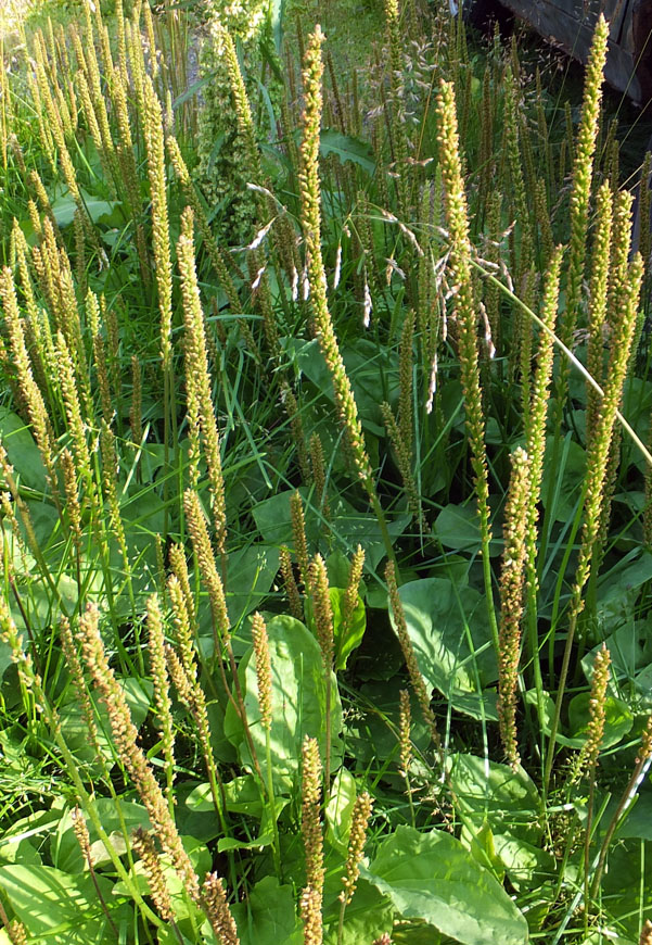 Image of Plantago major specimen.