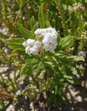 Argusia sibirica. Верхушка цветущего растения. Украина, Запорожская обл., Бердянский р-н, г. Бердянск, Бердянская коса, прибрежная зона. 02.08.2014.