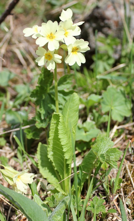 Image of Primula pallasii specimen.