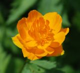 Trollius asiaticus. Цветок. Бурятия, южная часть Баргузинского хребта, окр. перевала Снежного, ≈ 1500 м н.у.м., берег ручья. 15.07.2009.