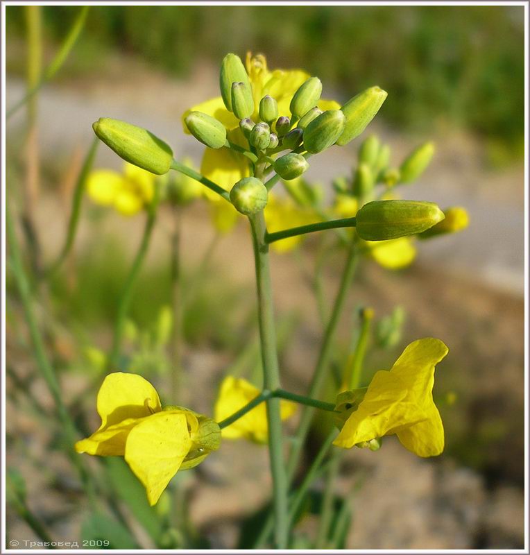 Image of Brassica napus specimen.