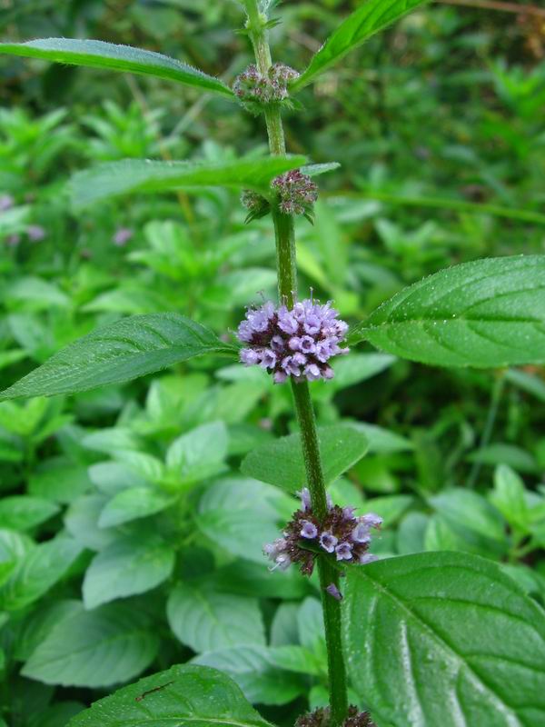 Image of Mentha arvensis specimen.