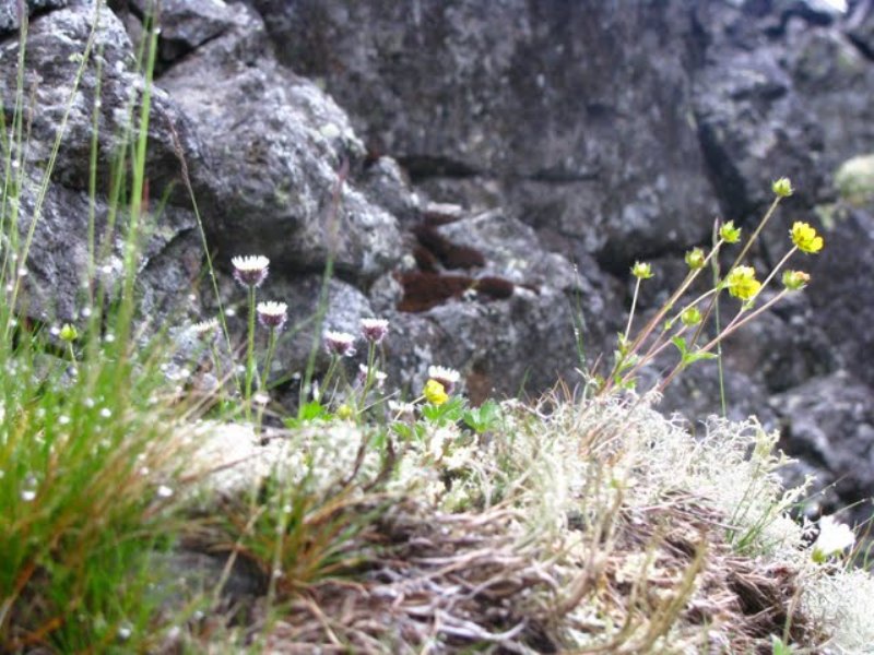 Image of Erigeron borealis specimen.