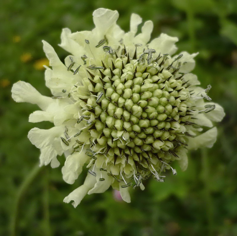 Изображение особи Cephalaria gigantea.