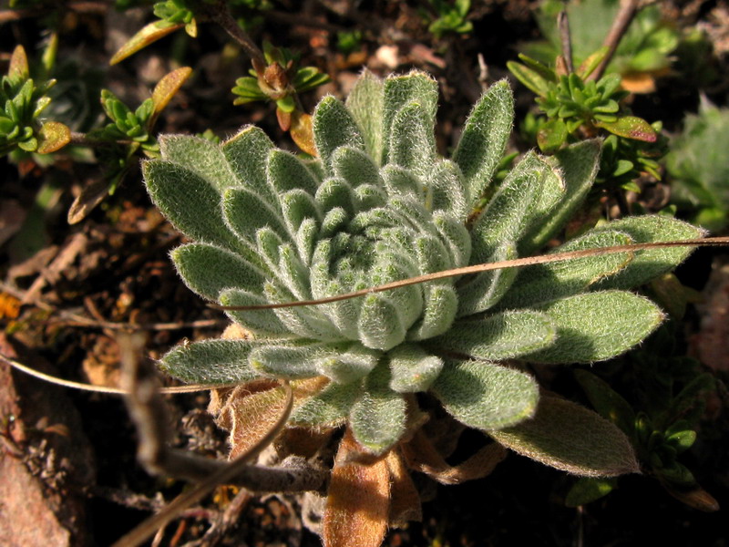 Image of Stevenia incarnata specimen.