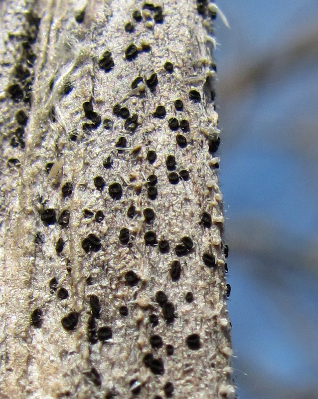 Image of Heracleum sibiricum specimen.