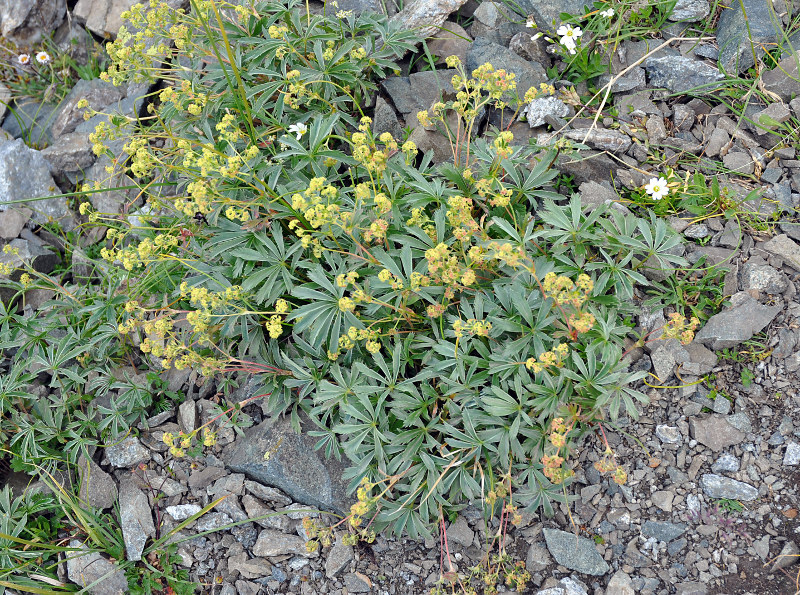 Изображение особи Alchemilla sericea.