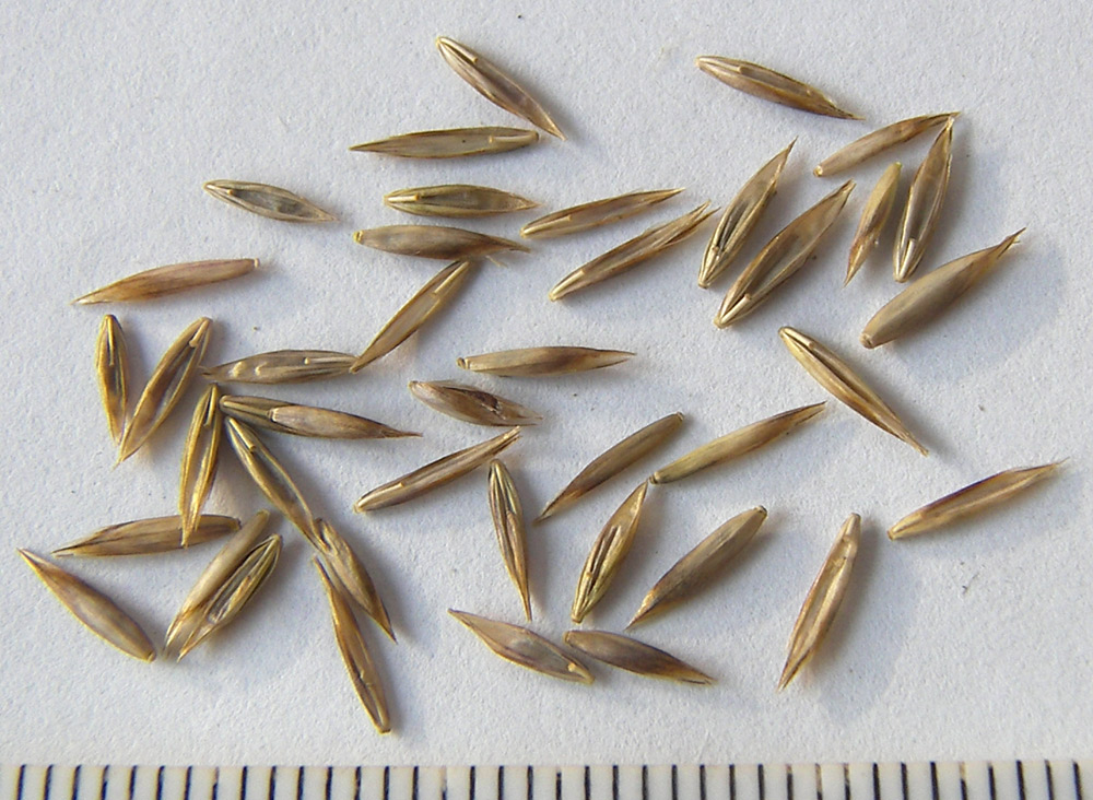 Image of Festuca woronowii specimen.