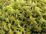 Sphagnum angustifolium