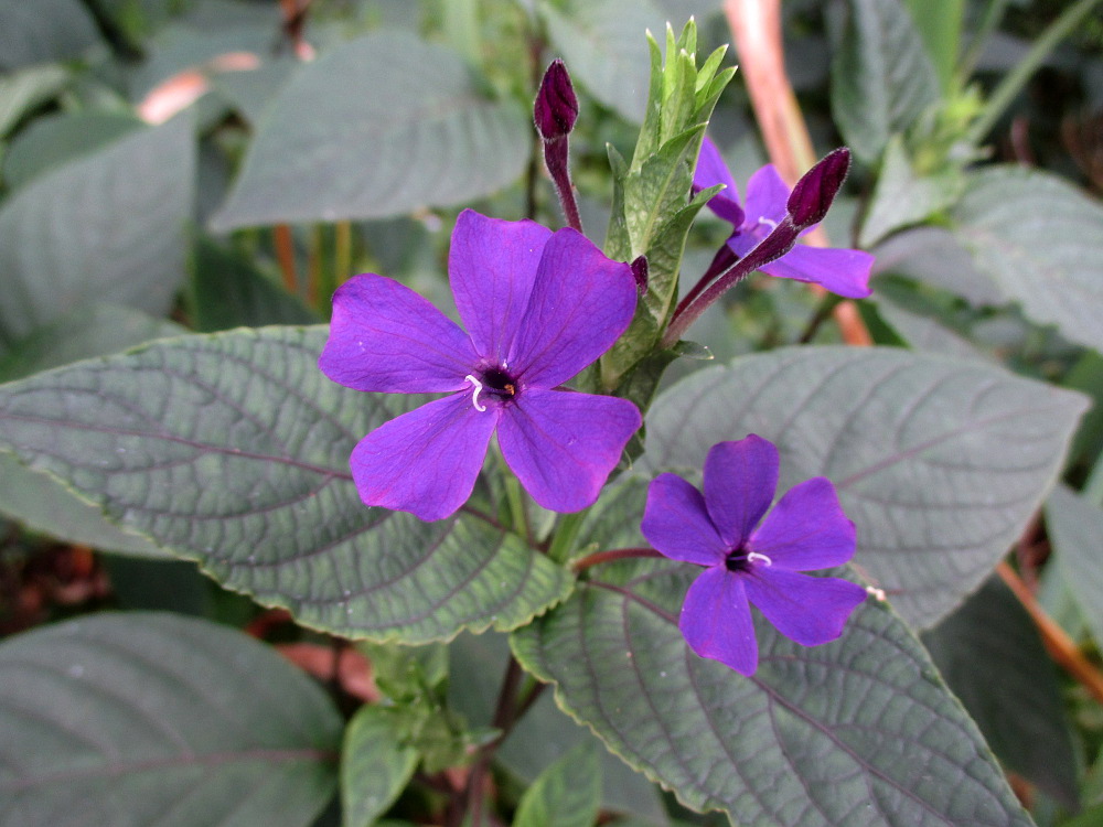 Image of Eranthemum wattii specimen.