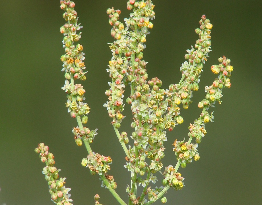 Изображение особи Rumex thyrsiflorus.