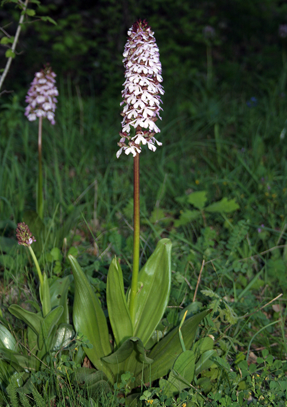 Image of Orchis purpurea specimen.