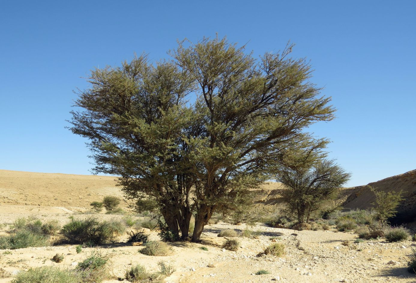 Image of Vachellia pachyceras specimen.