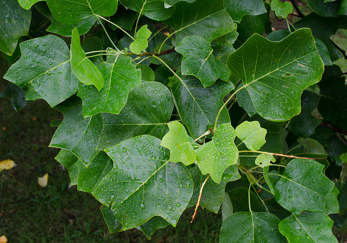 Image of Liriodendron tulipifera specimen.