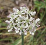 Allium tulipifolium