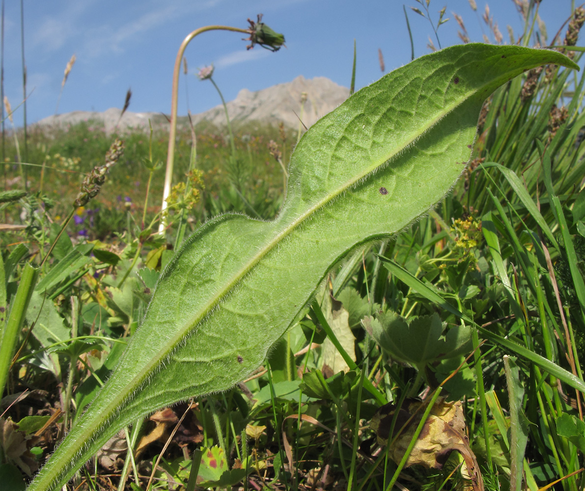 Image of Knautia involucrata specimen.