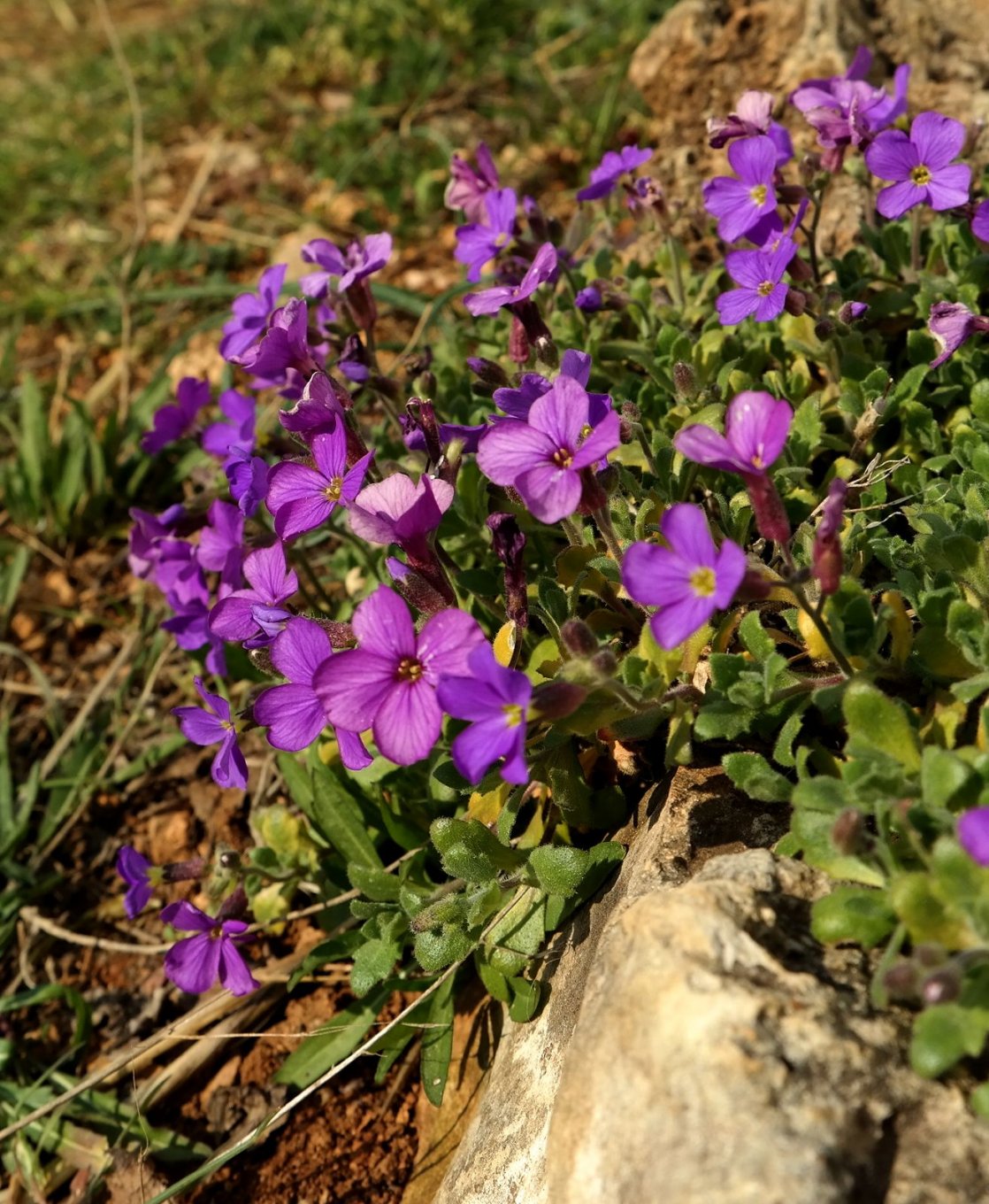 Image of genus Aubrieta specimen.