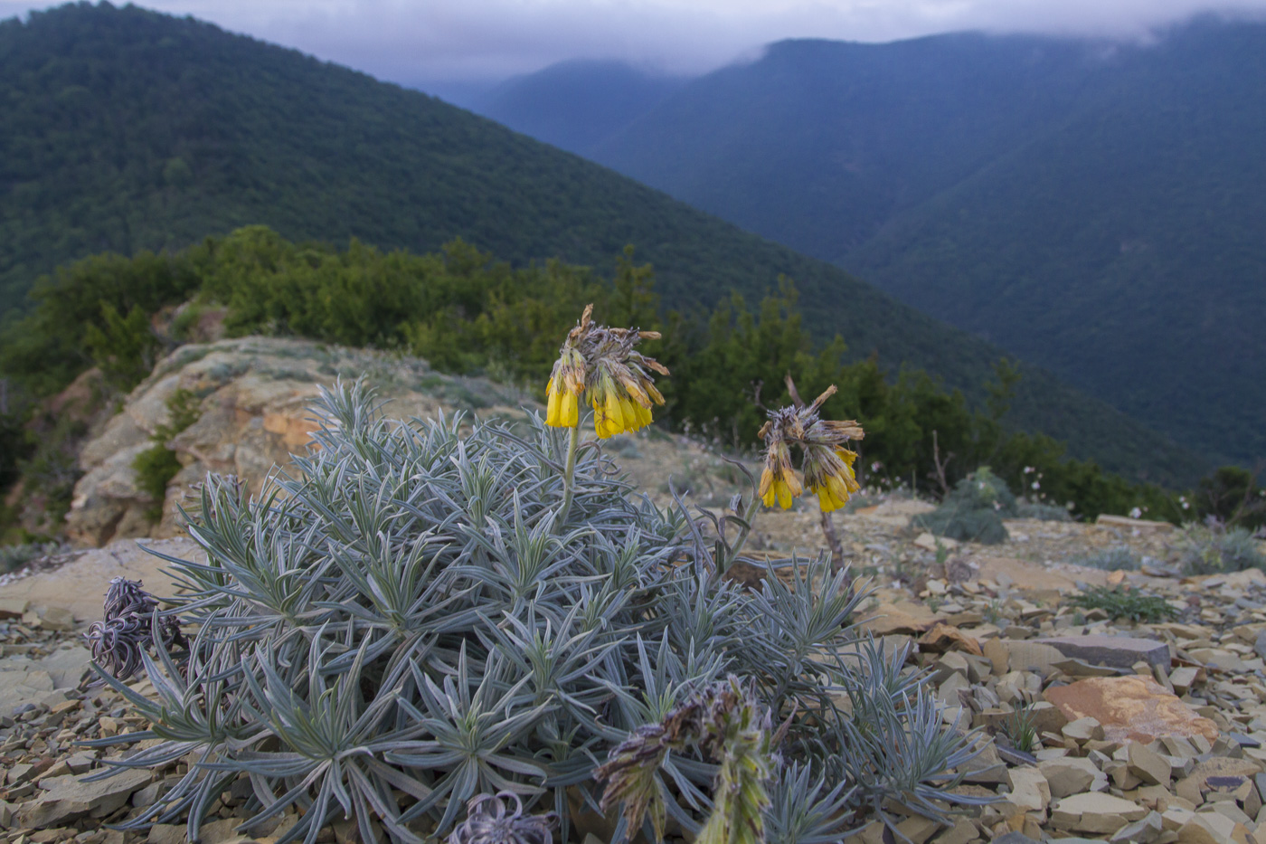 Image of Onosma polyphylla specimen.