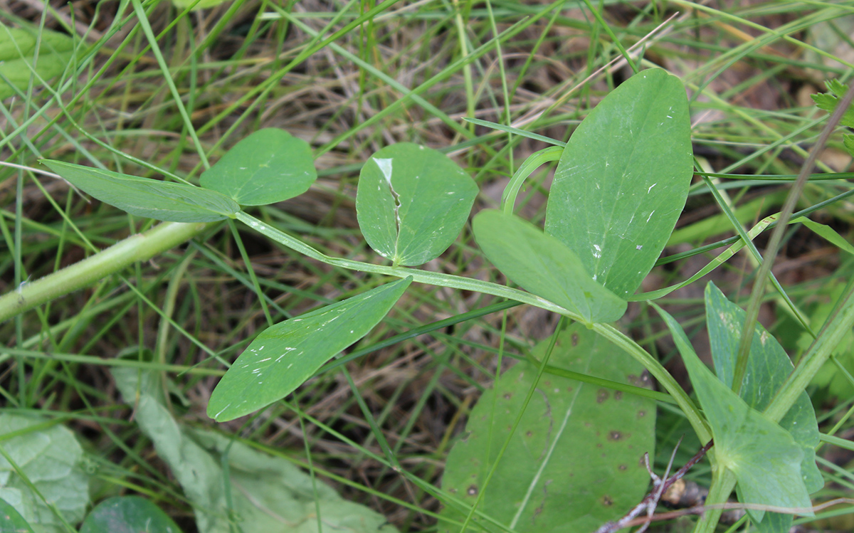 Изображение особи Lathyrus pisiformis.