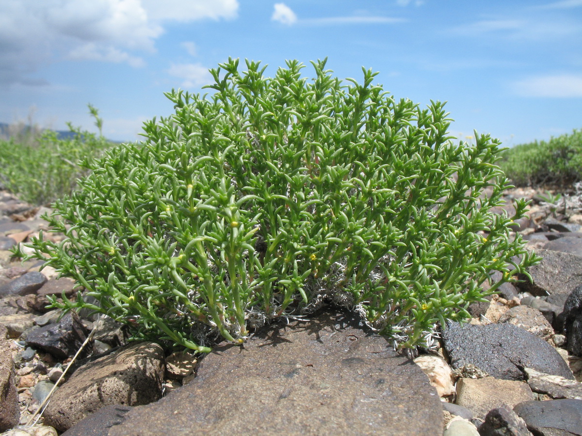 Image of Arthrophytum longibracteatum specimen.