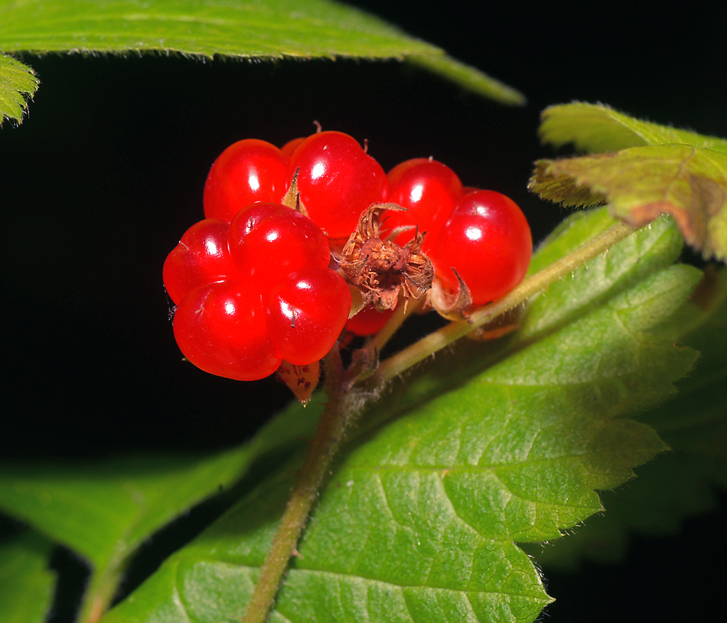 Image of Rubus saxatilis specimen.