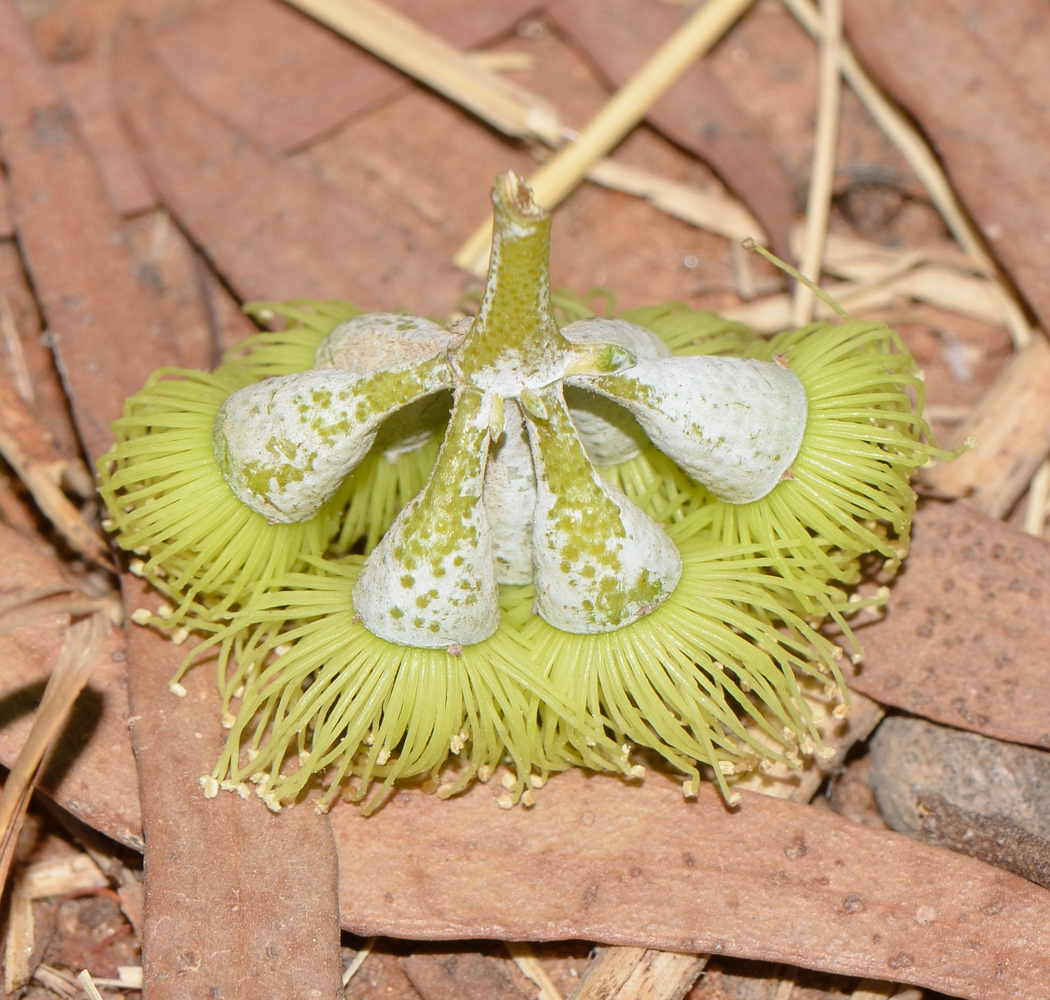 Image of Eucalyptus kruseana specimen.