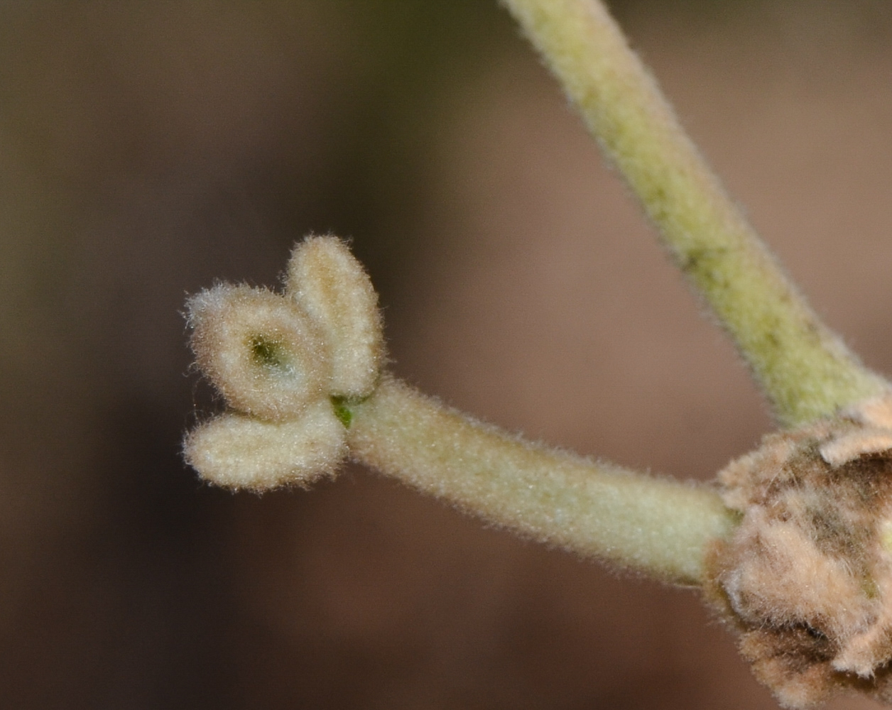 Image of Erythrina abyssinica specimen.