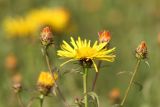 Inula salicina