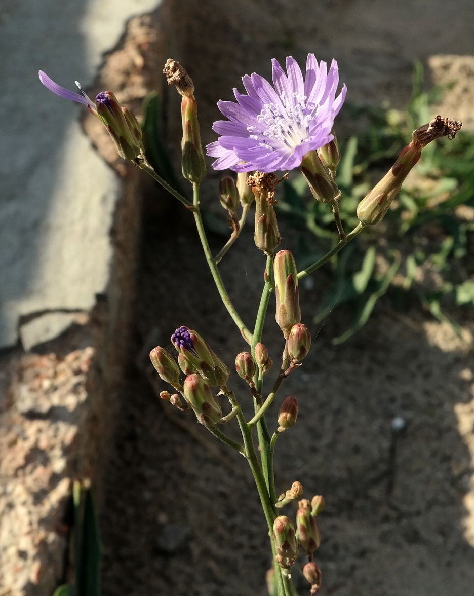 Изображение особи Lactuca tatarica.