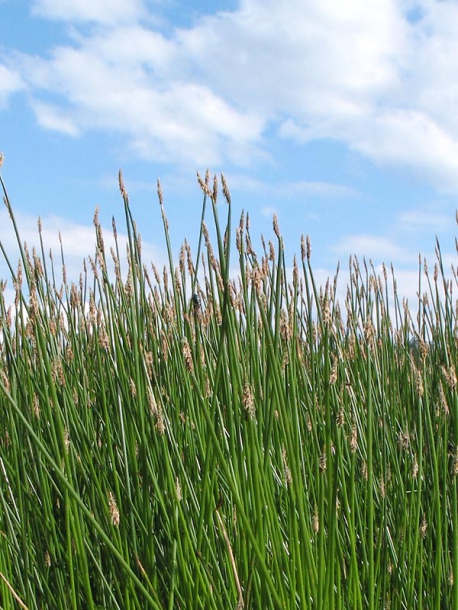 Image of Eleocharis palustris specimen.