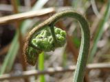 Pteridium subspecies sibiricum