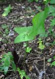 Arum elongatum