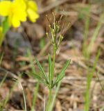 Cardamine trifida