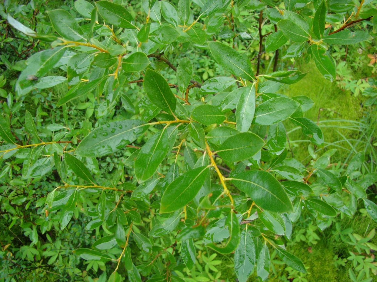 Image of Salix phylicifolia specimen.