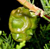 Cupressus sempervirens