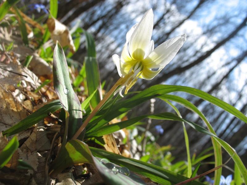 Изображение особи Erythronium caucasicum.