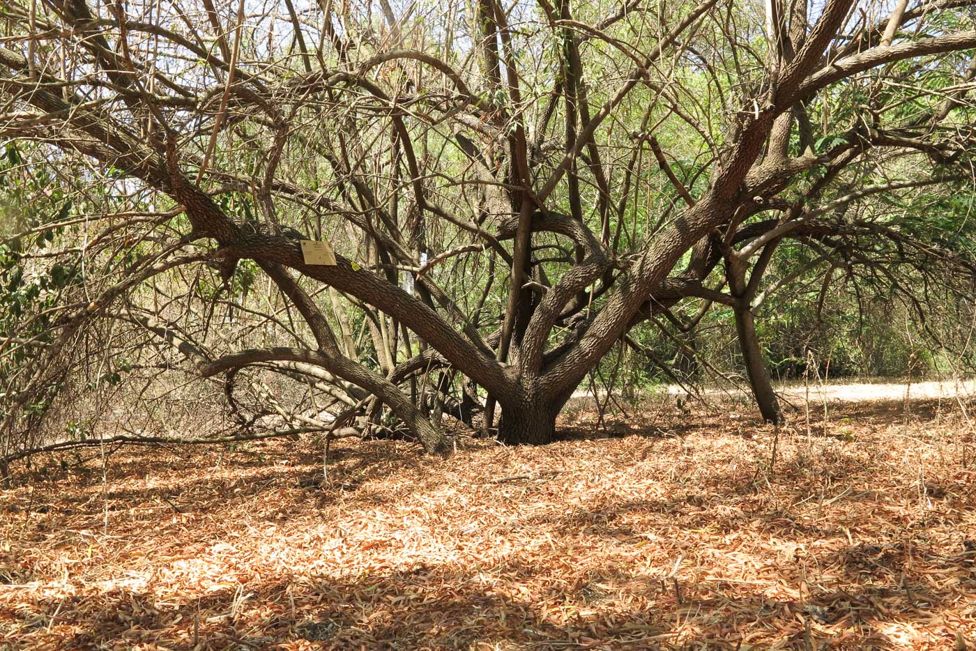 Image of Searsia lancea specimen.