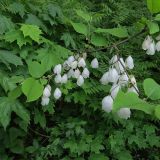 Смотреть изображение Halesia carolina