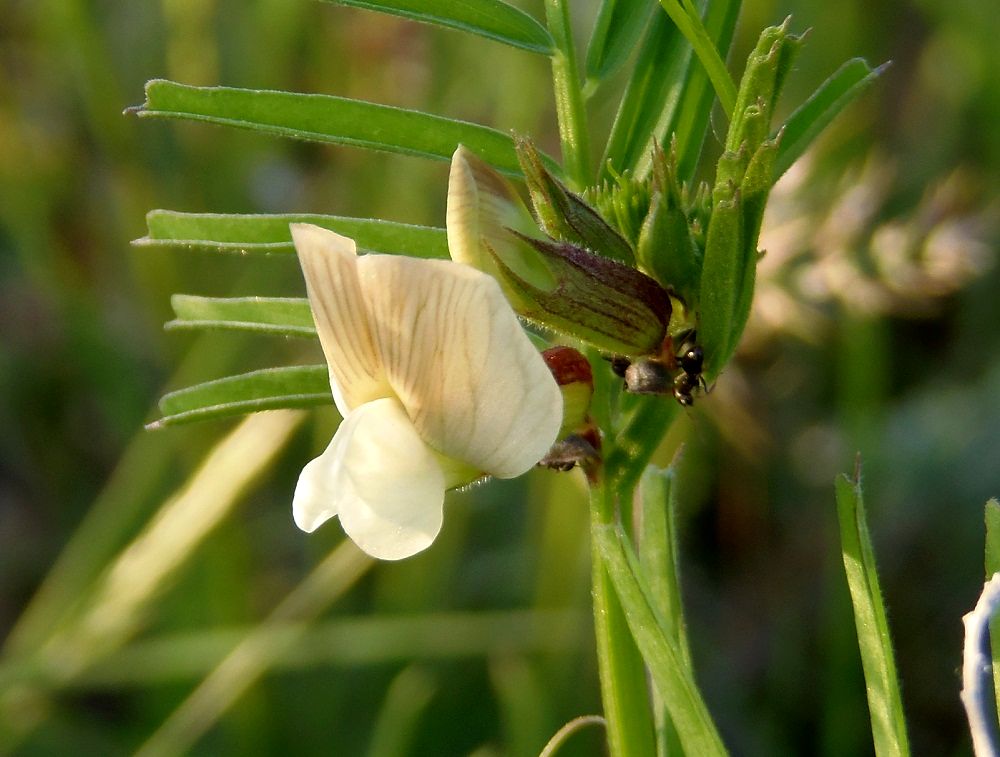 Image of Vicia grandiflora specimen.