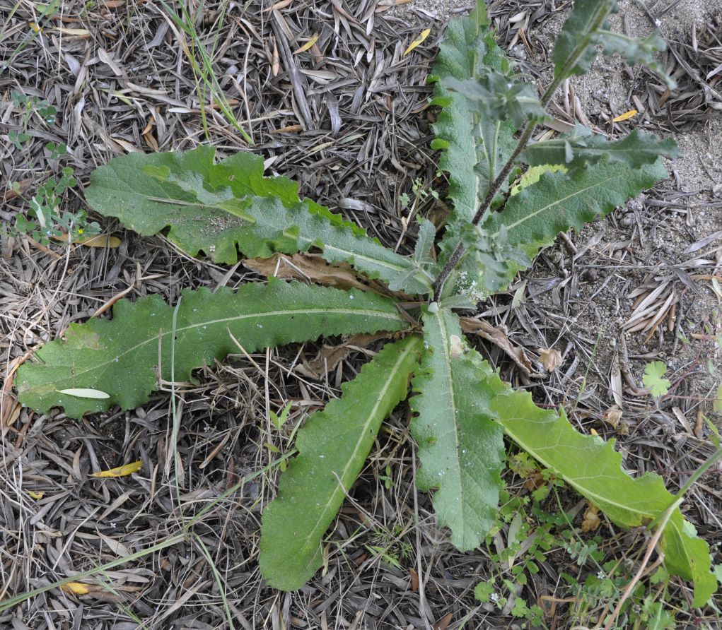 Image of Verbascum chaixii specimen.