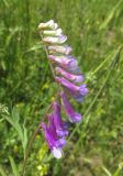 Vicia villosa. Соцветие. Крым, Симферопольский р-н, окр. пос. Давыдовка, залежь. 1 июня 2017 г.