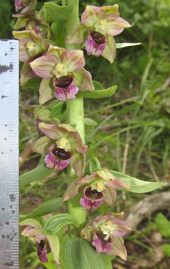 Изображение особи Epipactis helleborine.