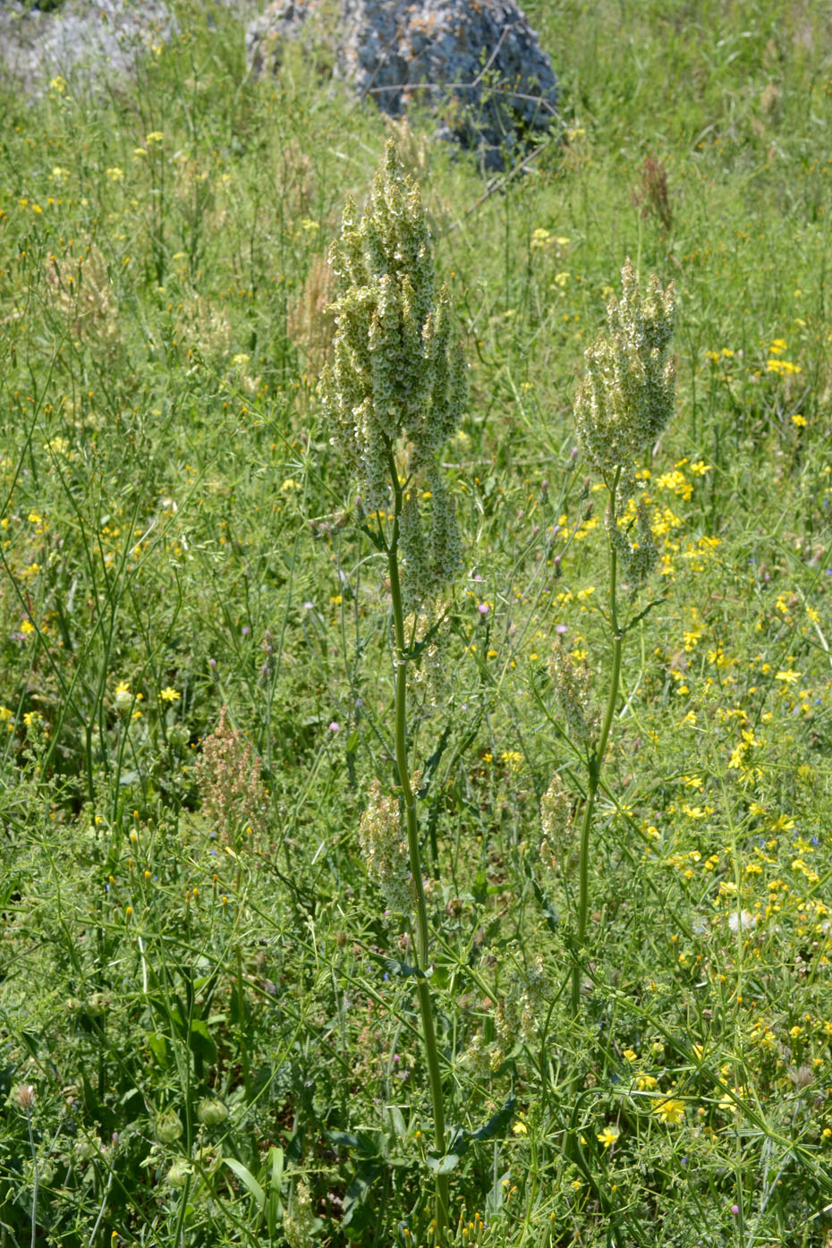 Image of Rumex tuberosus ssp. horizontalis specimen.